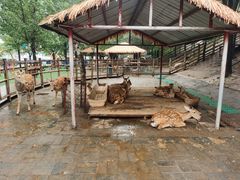 -北京鹿世界主题园