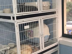 -喵的天空名猫咖啡馆·撸猫·猫舍·用品