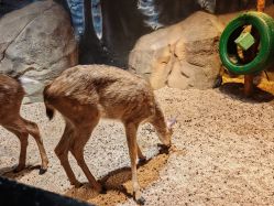 点击看大图 -酷嗒动物文化乐园(cutezoo西溪乐天城店)