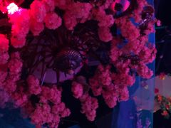 -ACE CLUB(大连民主广场店)