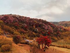 -贵州百里杜鹃风景名胜区