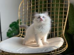 -喵zoo家庭繁育猫舍(尖东智能花园店)