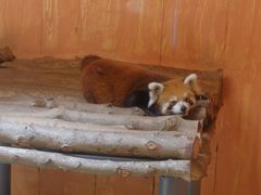 -深圳野生动物园