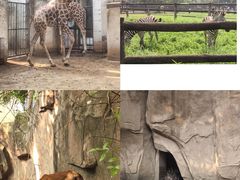 -成都动物园