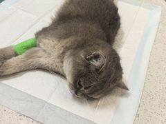 -天宠宠物医院24小时·急重症诊疗中心·全科·腔镜特色(和平分院)