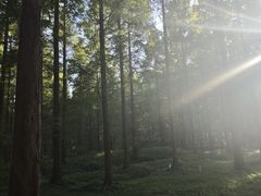 -黄海国家森林公园