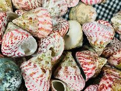 -青岛贝壳博物馆