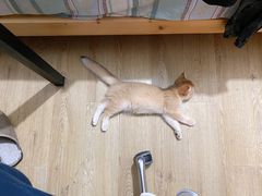 -东方名猫馆·英短金渐层布偶猫舍(环线广场1号楼店)