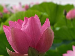 -莲花池公园