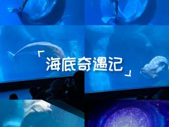 -海合安武汉极地海洋公园