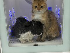 -爱洗澡的猫(天河路店)