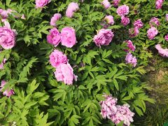 -洛阳市隋唐城遗址植物园