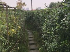 景点-眉山湿地公园(东坡区)