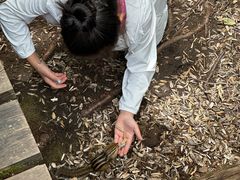 -五营红松林海景区