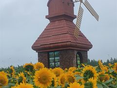 -杭州湾海上花田景区