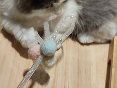 -猫腻·猫咖·撸猫馆(星光大道店)