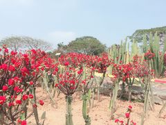 -松山湖梦幻百花洲