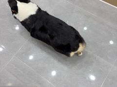 -瑞鹏·疫苗·绝育·宠物医院(广九店)