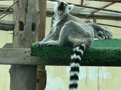 -青藏高原野生动物园