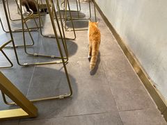 -飞行喵MR PILOT|猫舍·猫咖(静安大融城店)