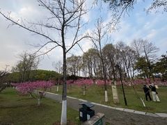 -月湖风景区