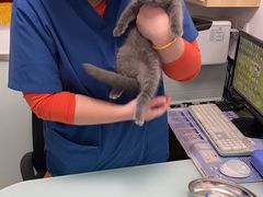 -宠福鑫康馨动物医院·骨科·眼科