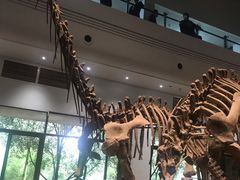 -自贡恐龙博物馆