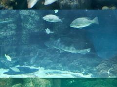 -上海海洋水族馆