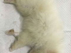 -睿金宠物医院·CT·肿瘤·骨外科