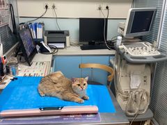 -瑞派·关忠动物医院·猫专科·犬专科(三环新城店)
