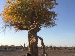 -沙漠世界地质公园