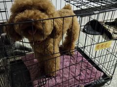 -美联众合动物医院(·中兽医·疑难杂症·严家桥分院)