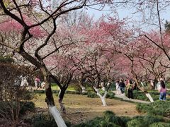 -杭州植物园