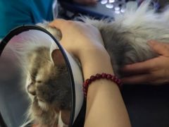 -艾贝尔宠物医院 ·中兽医·宠保定点(北门桥店)