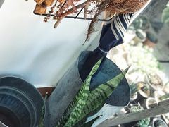 -素咫咖啡CLIFEROSE