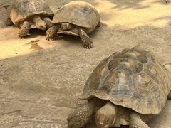 -石家庄市动物园