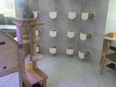 -喵园·猫主题咖啡厅·撸猫·猫咖(国贸店)