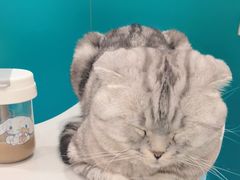 -佳怡动物医院·平价24小时·猫专科骨外科