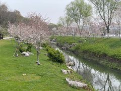 -羊山湖公园