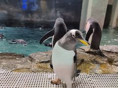 -成都浩海立方海洋公园