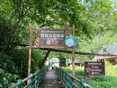 -西双版纳原始森林公园