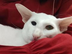 -飞行喵MR PILOT|猫舍·猫咖(静安大融城店)