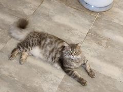 -楼上猫咖(罗湖店)