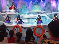 -帝企鹅自助餐厅•儿童岛•真企鹅(长隆企鹅酒店)