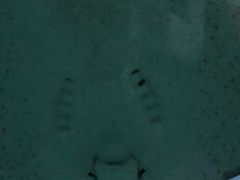 -暹罗海洋世界