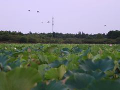 -上海海湾国家森林公园