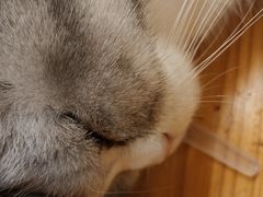 -猫小院猫主题咖啡厅(北锣店)