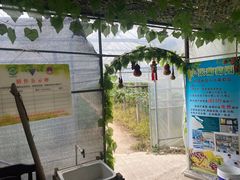 -马陆小张葡萄园农家乐