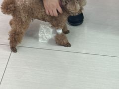 -全心全意连锁动物医院·微创中心·内科急重症·心脏专科(丰管路店)