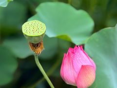 -陈家山荷花公园